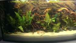 Aquarium Gyuana - Bachlauf