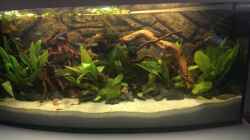 Aquarium Gyuana - Bachlauf