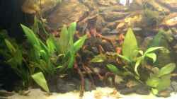 Aquarium Gyuana - Bachlauf