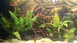 Besatz im Aquarium Gyuana - Bachlauf