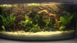 Aquarium Gyuana - Bachlauf