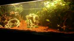 Aquarium Becken 32009