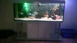 Aquarium Arowana
