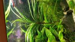 Pflanzen im Aquarium Neuanfang