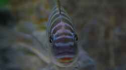 Petrochromis famula ndole