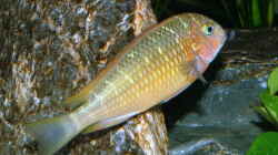 Tropheus ilangi