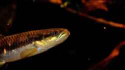 Erythrinus erythrinus