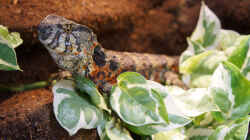 Krokodilschwanzechse - Shinisaurus crocodilurus