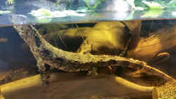 Krokodilschwanzechse - Shinisaurus crocodilurus