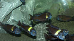 Tropheus Duboisi Maswa