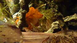 Dekoration im Aquarium 190er Roots & stones