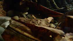 Dekoration im Aquarium 190er Roots & stones