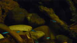 Besatz im Aquarium 190er Roots & stones