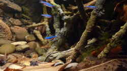 Besatz im Aquarium 190er Roots & stones