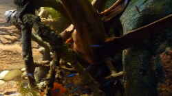 Besatz im Aquarium 190er Roots & stones