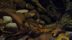 Dekoration im Aquarium 190er Roots & stones