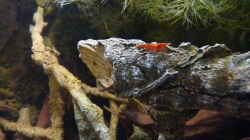 Besatz im Aquarium 190er Roots & stones