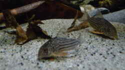 Besatz im Aquarium 190er Roots & stones