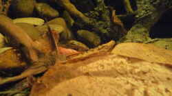 Dekoration im Aquarium 190er Roots & stones