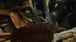 Dekoration im Aquarium 190er Roots & stones
