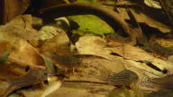 Besatz im Aquarium 190er Roots & stones