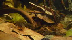 Besatz im Aquarium 190er Roots & stones