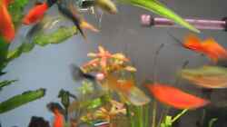 Besatz im Aquarium Becken 3213
