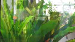Pflanzen im Aquarium Becken 3213