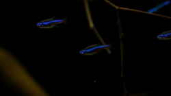 blauer Neon