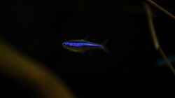 blauer Neon