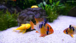 Ramirezi