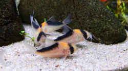Corydoras Adolfoi