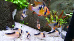 Aquarium 1.400 Liter Diskusparadies