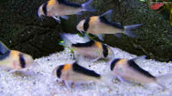 Aquarium 1.400 Liter Diskusparadies