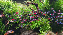 Aquarium 1.400 Liter Diskusparadies