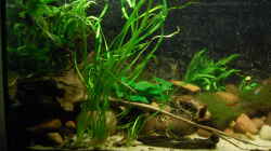 Aquarium Bachaquarium