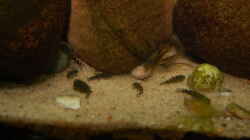 Besatz im Aquarium Bachaquarium