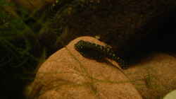 Besatz im Aquarium Bachaquarium