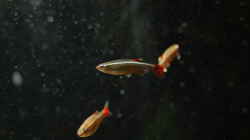 Besatz im Aquarium Bachaquarium