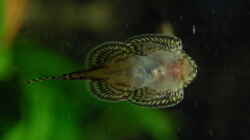 Sewellia lineolata Männchen
