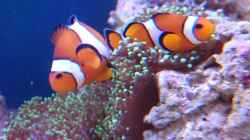 Amphiprion ocellaris