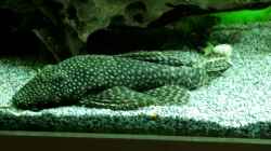 Ancistrus ssp
