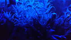 Aquarium bei ´Nacht´