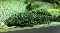 Ancistrus ssp. & Corydoras aeneus 