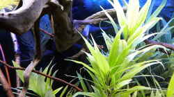 Hygrophila und Ceratophyllum 