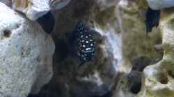 Tropheus Duboisi Maswa