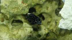 Tropheus Duboisi Maswa