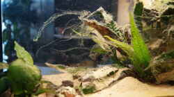 Aquarium Neolamprologus Multifasciatus