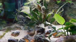 Aquarium Neolamprologus Multifasciatus