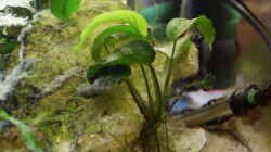 Pflanzen im Aquarium Neolamprologus Multifasciatus